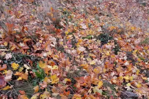 Muss das alles weg? Im Herbstlaub leben viele Tiere.