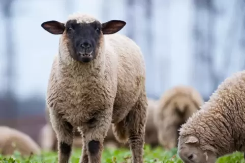 Gegen das Schmallenberg-Virus gibt es eine Schutzimpfung. 