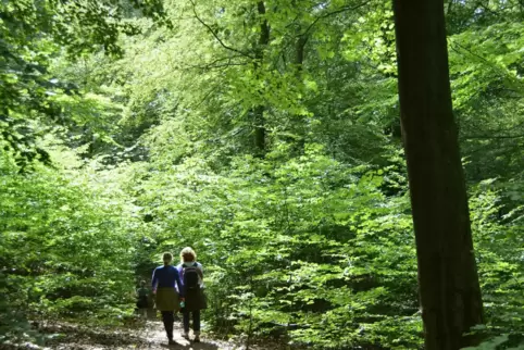 Der Tourismus im Pfälzerwald soll gefördert werden. 