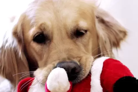 Weihnachtsgeschenke kann es für den Hund geben. Er selbst sollte keins sein.