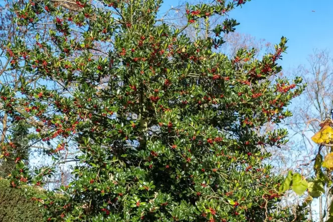 Die Stechpalme ist auch als Baum eine Zierde für den Garten. Die Stechpalme ist auch als Baum eine Zierde für den Garten.