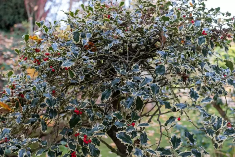 Abwechslung bringen Ilex-Sorten mit wei&szlig; panaschierten Bl&auml;ttern.