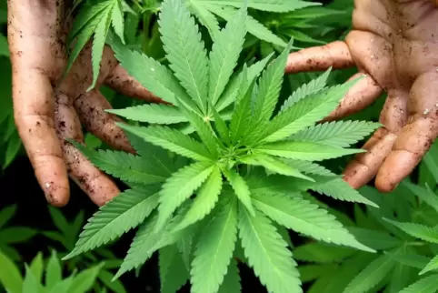 Der 37-Jährige, der sich vor dem Amtsgericht verantworten musste, hatte nur drei Cannabispflanzen besessen. Doch die Menge des d