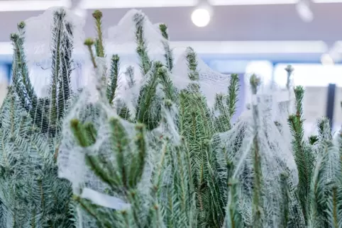 Der Verkauf von Weihnachtsbäumen ist auch während des Locksdowns gestattet. Baumärkte haben aber geschlossen.