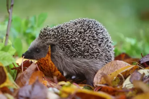 Im Herbst hat sich der Igel den Bauch vollgeschlagen und eine ordentliche Fettschicht angefuttert