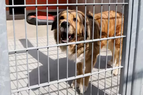 Das Tierheim in Landau nimmt auch Fundtiere aus der Verbandsgemeinde Kandel auf. Unser Bild aus dem Jahr 2019 zeigt Hund Elli. 
