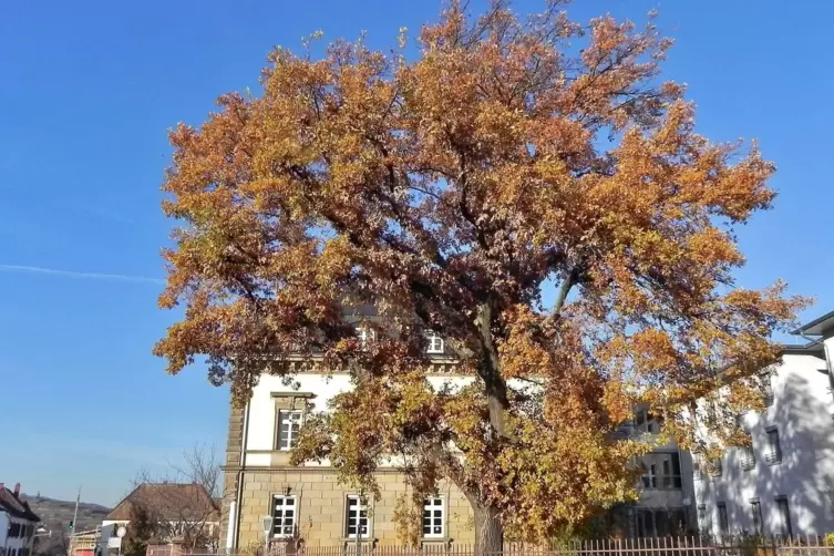 Die prachtvolle Eiche des Bürgerspitals in Herbstfärbung.