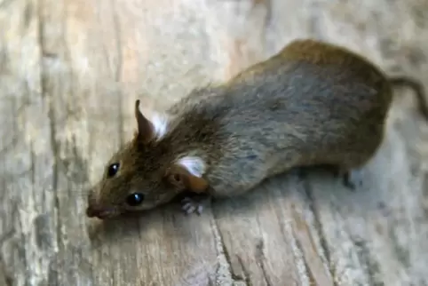 Die Verbandsgemeinde will jetzt Köder gegen die Ratten auslegen.
