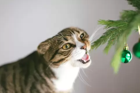 An Weihnachten ist es oft hektisch. Der Tierschutz rät deshalb dazu, die eigenen Vierbeiner etwas genauer im Auge zu behalten. 