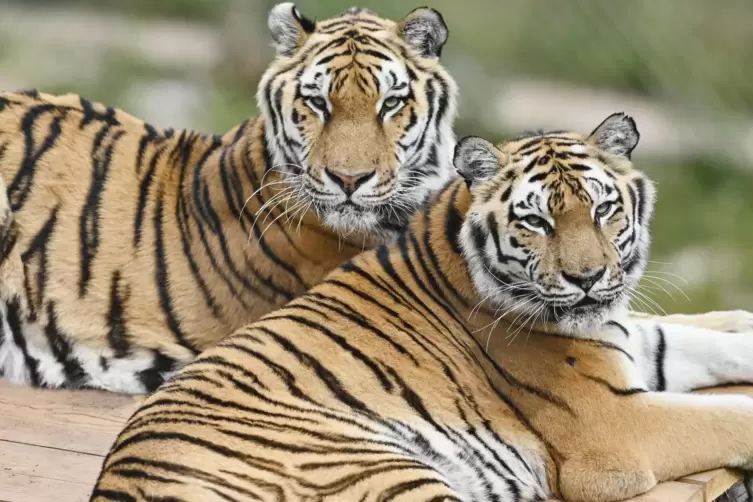 Sibirische Tiger Jill und Sahib