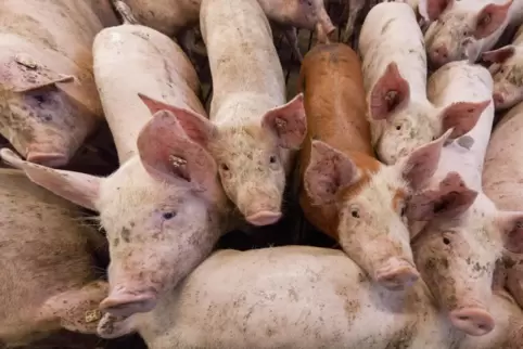 In der Pandemie werden aus Infektionsschutzgründen weniger Schweine geschlachtet. 