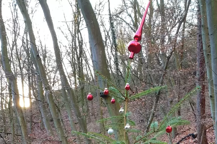 Wurde das Christkind beim Schm&uuml;cken gest&ouml;rt? Den Baum mit schiefer Spitze hat Andreas Fischer im Wald bei Imsbach fotografiert.