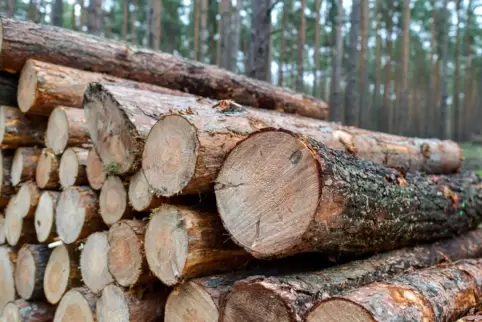 Um in den Genuss der Bundeswaldprämie zu kommen, soll der Börsborner Gemeindewald zertifiziert werden.