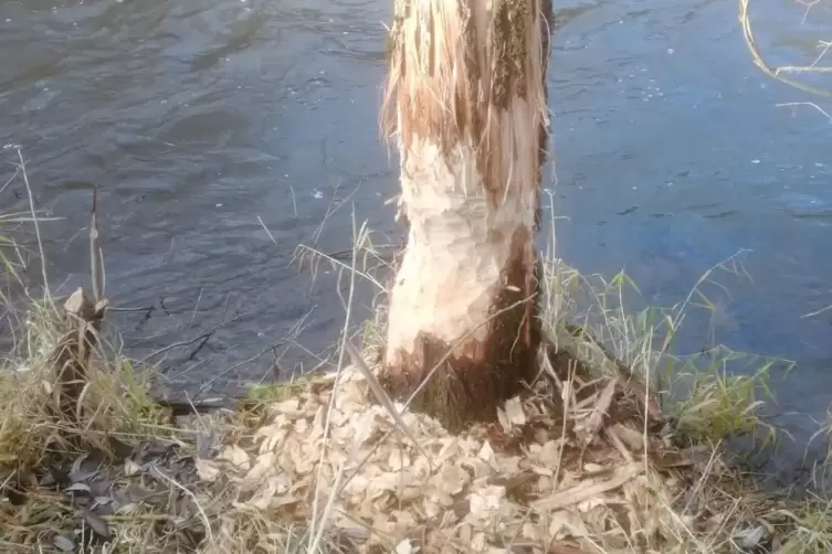 Biber geh&ouml;ren zu den gesch&uuml;tzten Arten.