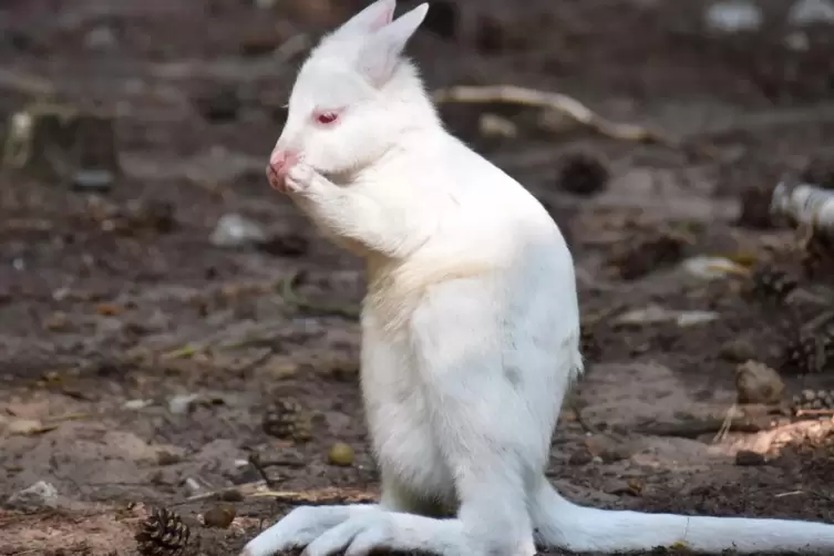 K&auml;nguru-Baby Mila verschwindet aus dem Siegelbacher Zoo. 