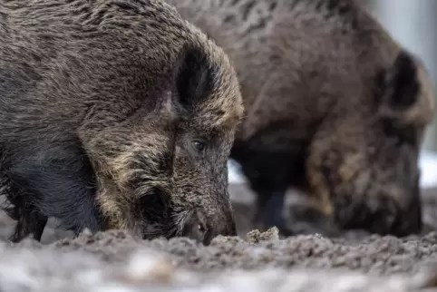 Die natürliche Nahrung für Wildschweine kann in bestimmten Gebieten teilweise noch strahlenbelastet sein. 