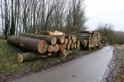 Die Stämme der gefällten Bäume am Speyerer Rheindeich liegen am 23. Dezember zum Abtransport bereit.
