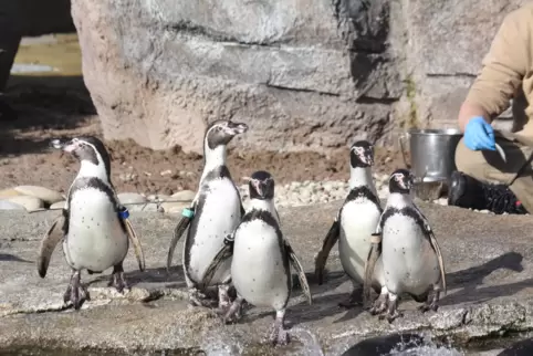 Anpassungsfähig: Die Mannheimer Pinguine fühlen sich im Frankfurter Zoo schnell wohl.