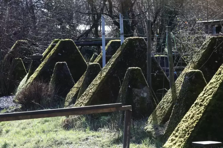 Die Höckerlinie des Westwalls bei Göcklingen. 