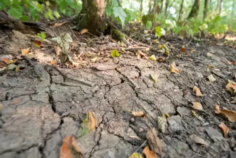 Die Jahresmitteltemperatur beträgt nach vorläufigen Ergebnissen 10,4 Grad Celsius. 