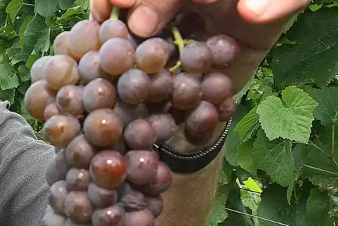 Ruländer- oder Grauburgunder-Trauben. Die Sorte ist eigentlich schon länger in der Pfalz beheimatet, Die traditionelle Bezeichnu