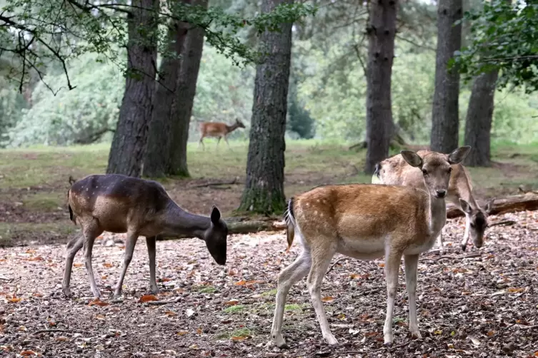 Den Wild- und Wanderpark in Silz f&uuml;hrt der Kreis S&Uuml;W in einer eigenen GmbH. F&uuml;r die Gastst&auml;tte sucht er einen P&auml;chter. 