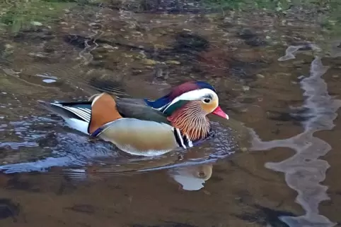 Eine männliche Mandarinente im Kurpark.