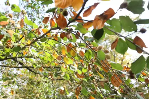 Sommerwald mit Herbstanklängen, das ist leider kein seltener Anblick mehr. Die Sommer sind zu heiß und zu trocken für viele Baum
