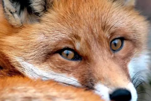 Können so ähnlich wie Hunde bellen: Für Füchse ist gerade Paarungszeit. 