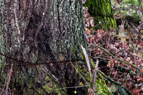 Die beiden Eichen westlich von Althornbach wurden gezielt angesägt.
