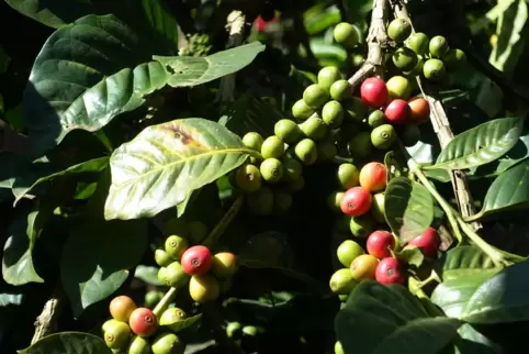 Kaffeeanbau auf der Landesgartenschau schlägt eine Leserin vor.