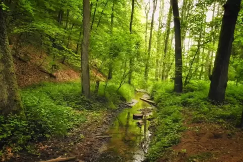 Wald bei Auerbach.