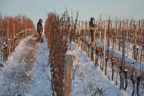 Rebschnitt im Winter. 