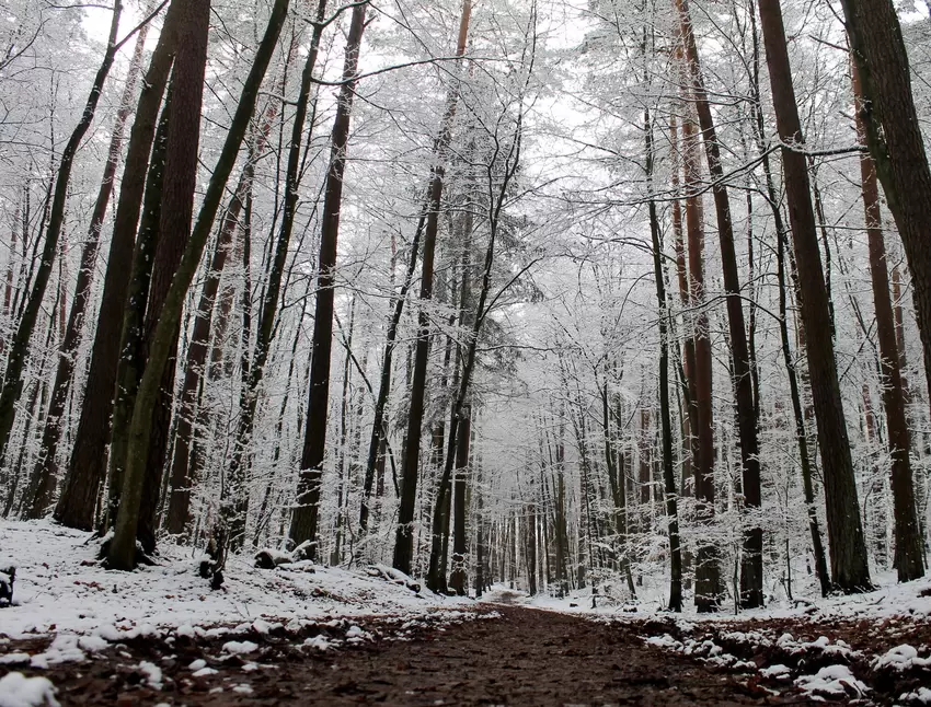 Schnee im Wald hinter dem Uniwohngebiet in Kaiserslautern. Eingesendet von Sara Bernhard.
