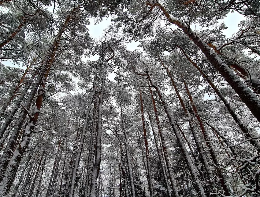 Puristische Ästhetik – der Winterwald, wie ihn Stephanie Picker fotografiert hat.
