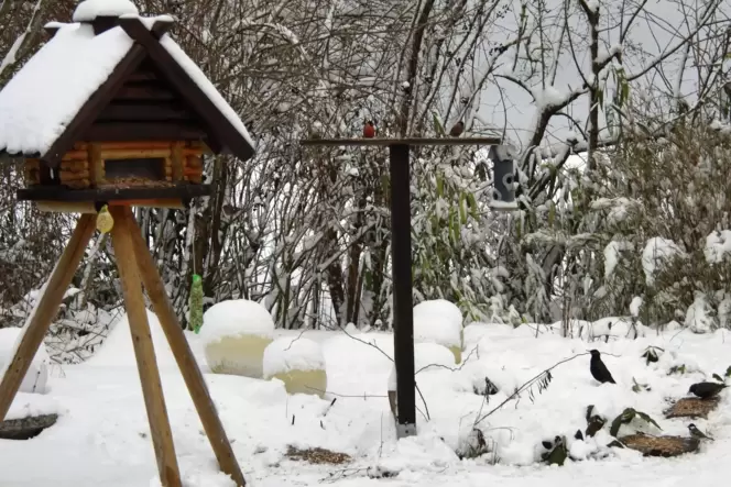 Ein Dompfaffmännchen mit seiner leuchtenden roten Brust sitzt auf dem Futterbrett. Nicht weit daneben das Weibchen in schlichter