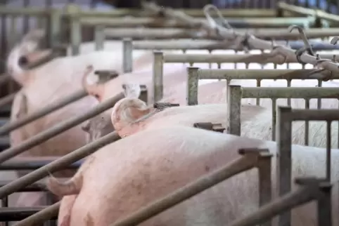 Der Tierschutzbund lehnt Gentechnik an Tieren generell ab. 