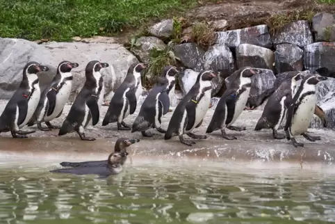Die Pinguine im Zoo Neuwied. 