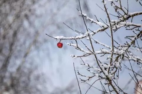 Eine Erinnerung an den Herbst: Auf einem Baum in Hengstbach hängt noch ein übrig gebliebener Apfel.
