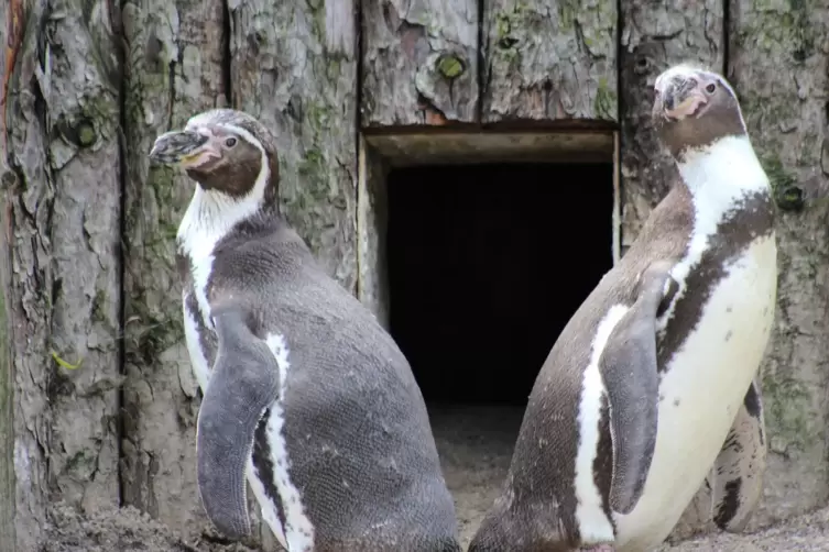 Eintrittsgelder fehlen &uuml;berall: auch im Zoo Landau (rechts). 