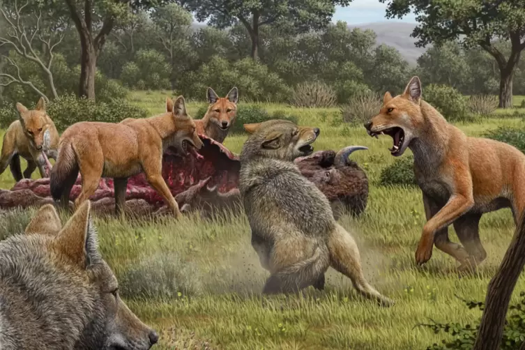 Die Illustration zeigt ein Rudel Canis dirus, die ihre Bisonbeute fressen, während sich zwei graue Wölfe (Canis lupus) nähern. 