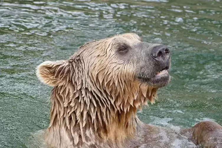 So kannten ihn die Besucher: Der Braunbär badete gerne in seinem Wasserbecken.