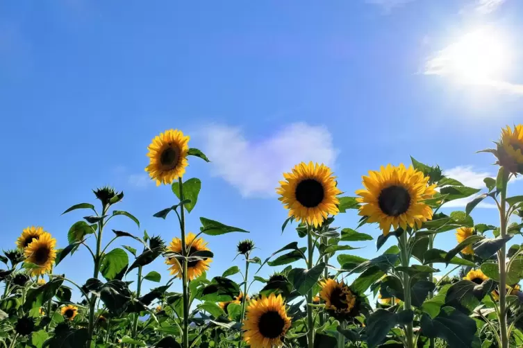 „Sonnenblumen machen Freuden und sorgen für gute Laune“, schrieb Günter Koritke im August zu diesem Foto. 