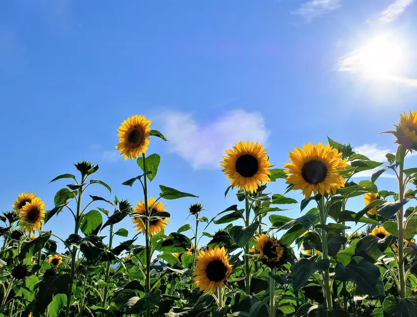 »Sonnenblumen machen Freuden und sorgen für gute Laune«, schrieb Günter Koritke im August zu diesem Foto.