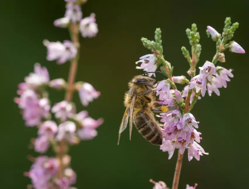 Den »Besuch einer Honigbiene an den Blüten des Heidekrauts« hat Inge Weber im September festgehalten.