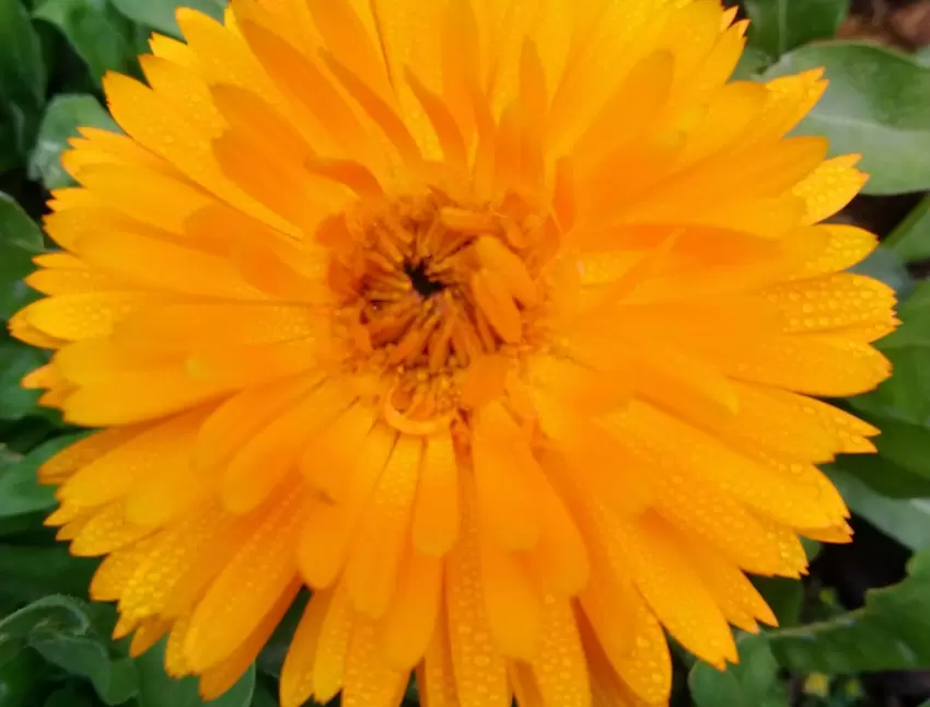 Die strahlende Ringelblume hat Veronika Wersig in ihrem Garten fotografiert. Im November. Ja, richtig gelesen. Im November. Kein
