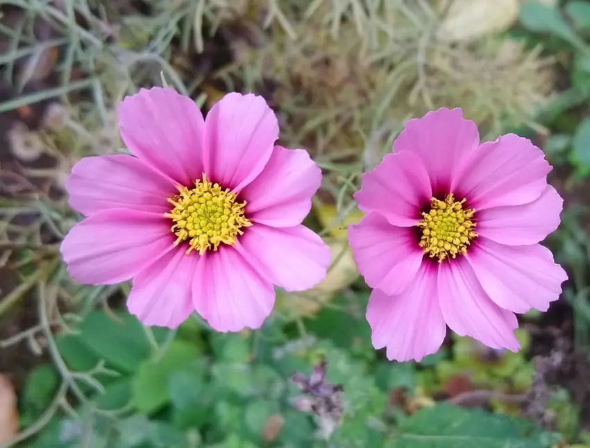 ... und dem leuchtenden Duo aus pinkfarbenen Cosmeen – ebenfalls im eigentlich eher tristen Herbstmonat abgelichtet – von "Licht