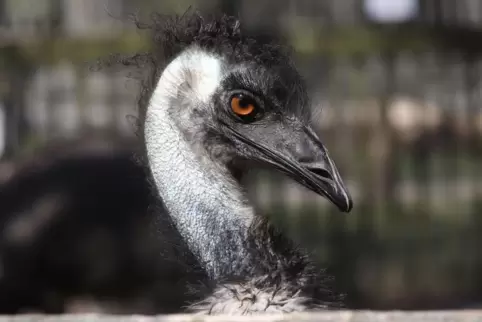 Manche Tiere des Landauer Zoos halten Ausschau nach Besuchern ... hier ein neugieriger Emu.