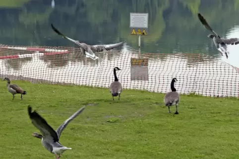Gelten vielerorts zwischen Karlsruhe und Mannheim als Plage: Nilgänse, hier im Ludwigshafener Bliesbad.