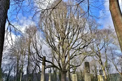 Hoch aufstrebend wirkt die Pyramideneiche nahe der Limburg.